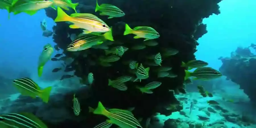 Marine Reserve of the Chinijo Archipelago